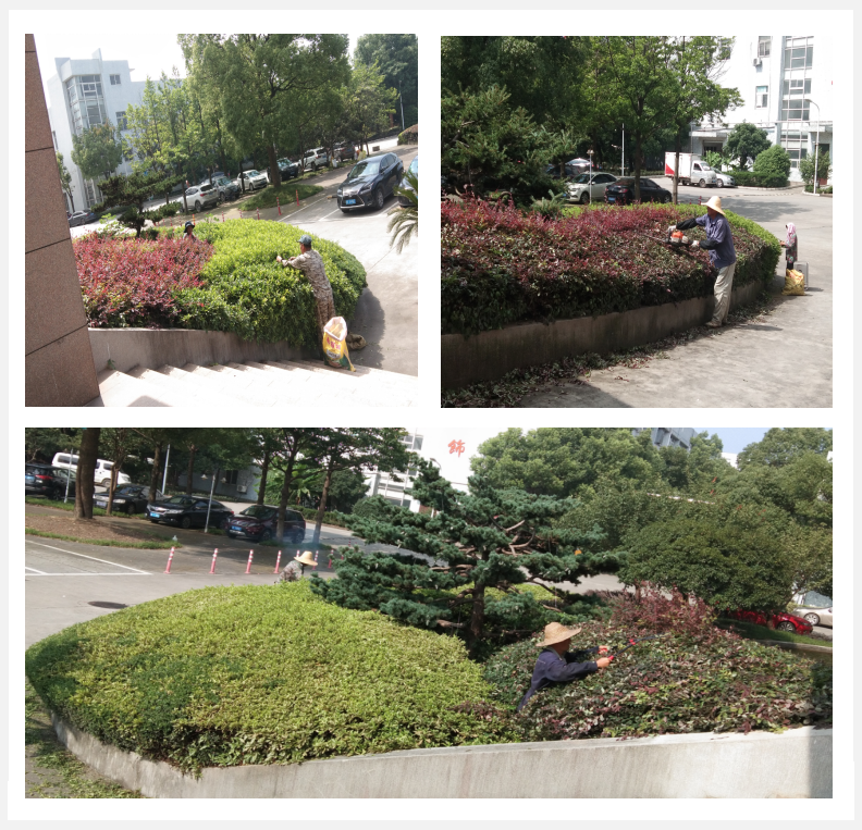 美化绿化，我们在行动      